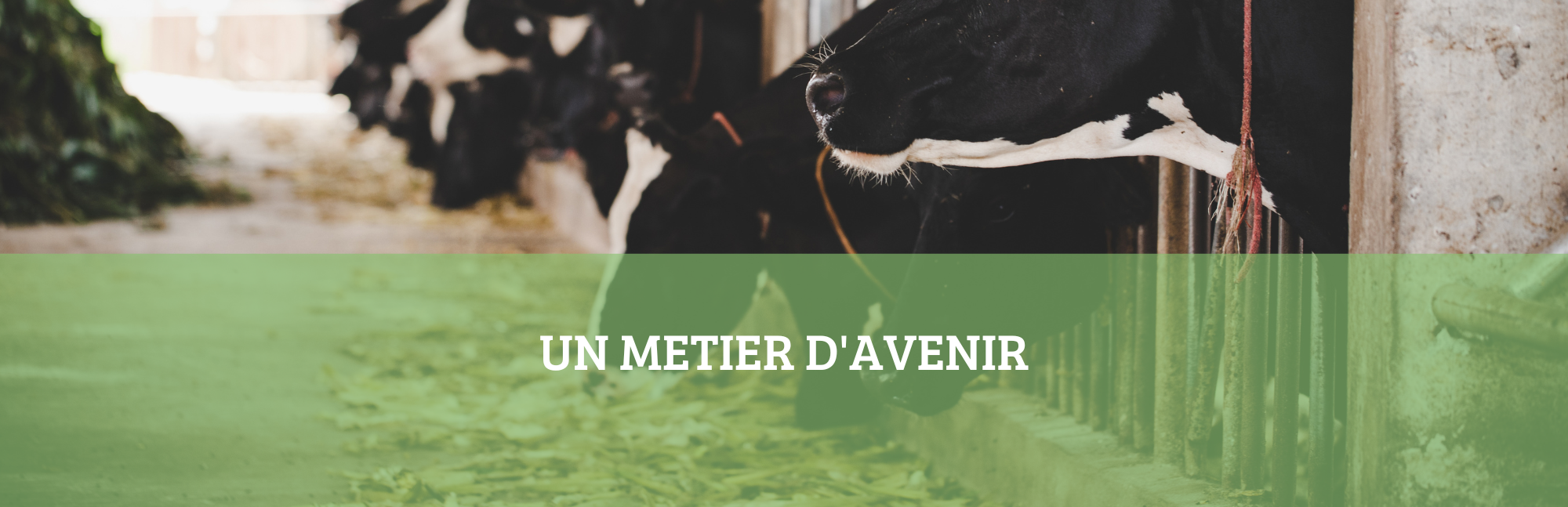 LE METIER